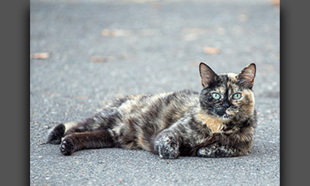 Multicolored cat with bright green eyes lounging on cement with leaves