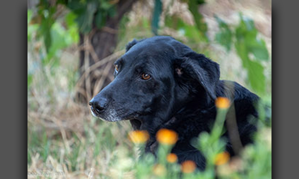 Black lab dog with brown eyes in wild field with orange flowers.