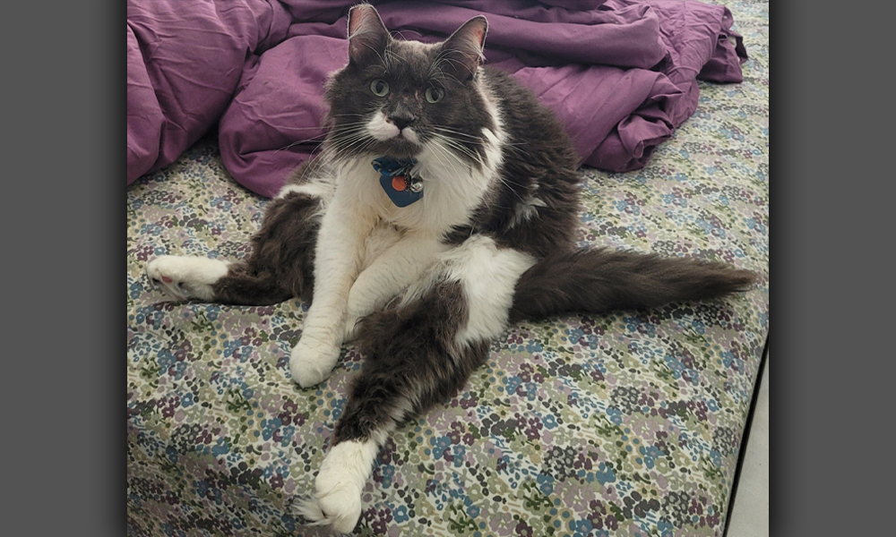 Grey and white cat sitting like a human