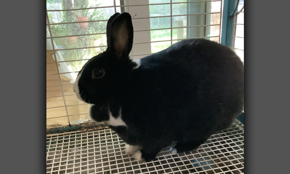 Black and white rabbit in a cage