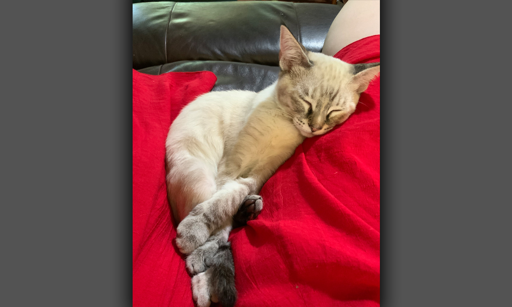 Kitten sleeping on a lap