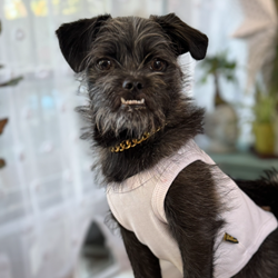 Black Dog- Behavior Counseling