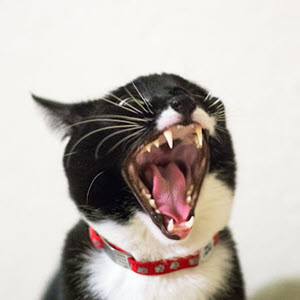 Cat with Mouth Open - Dental Services