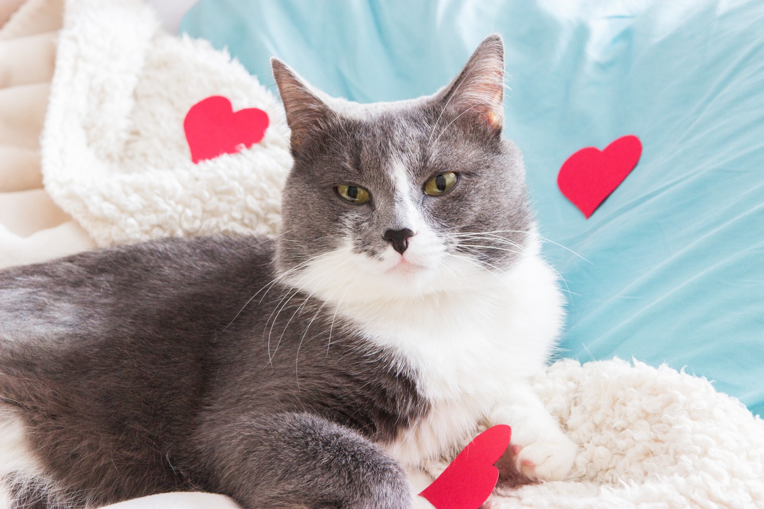 Gray and white cat with hearts