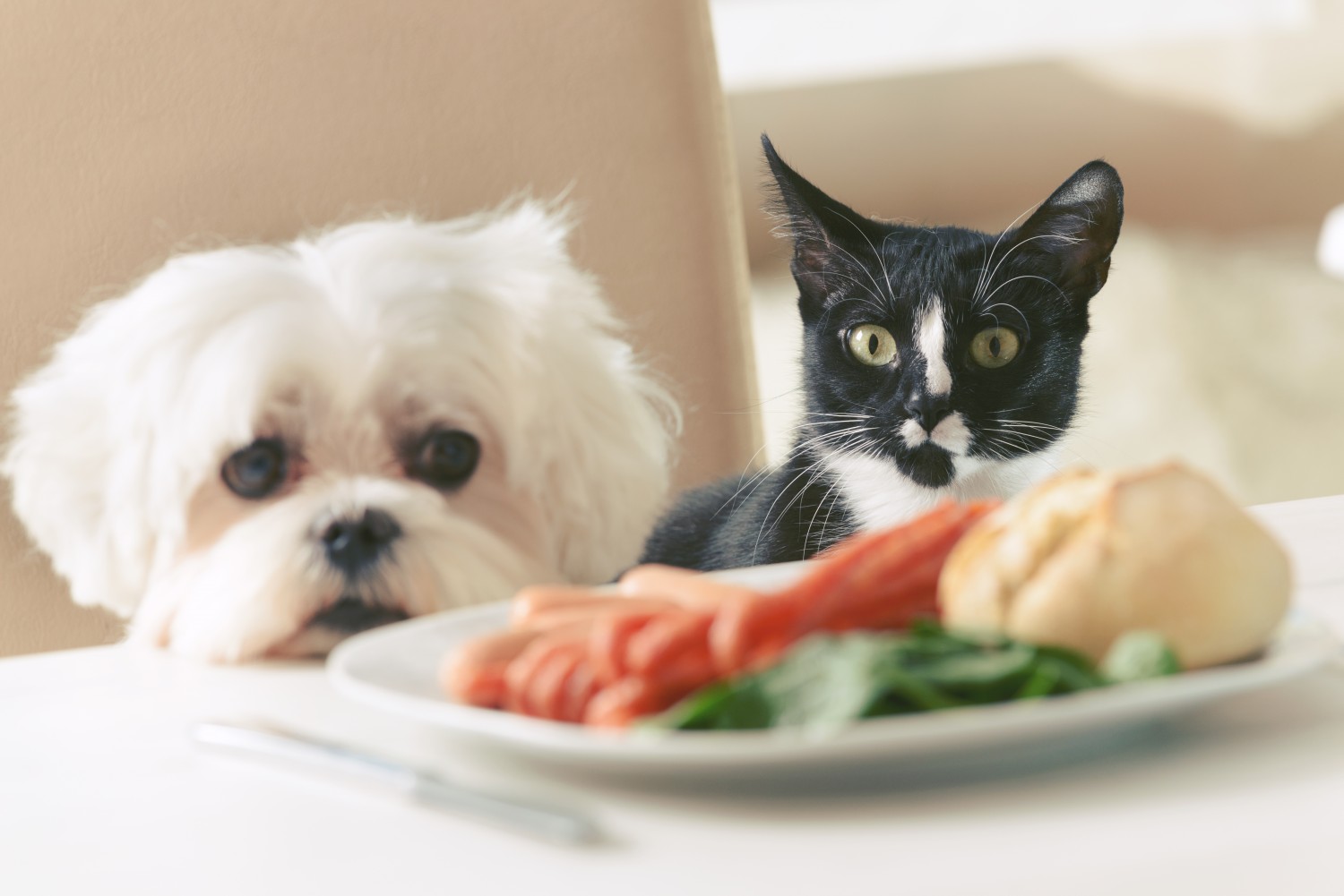 Dog and Cat with food bowl