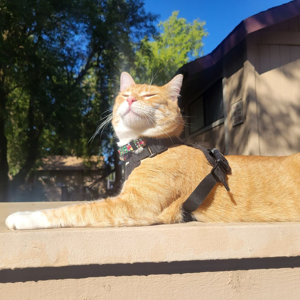 Tabby Cat- Diagnostic & Therapeutic Services