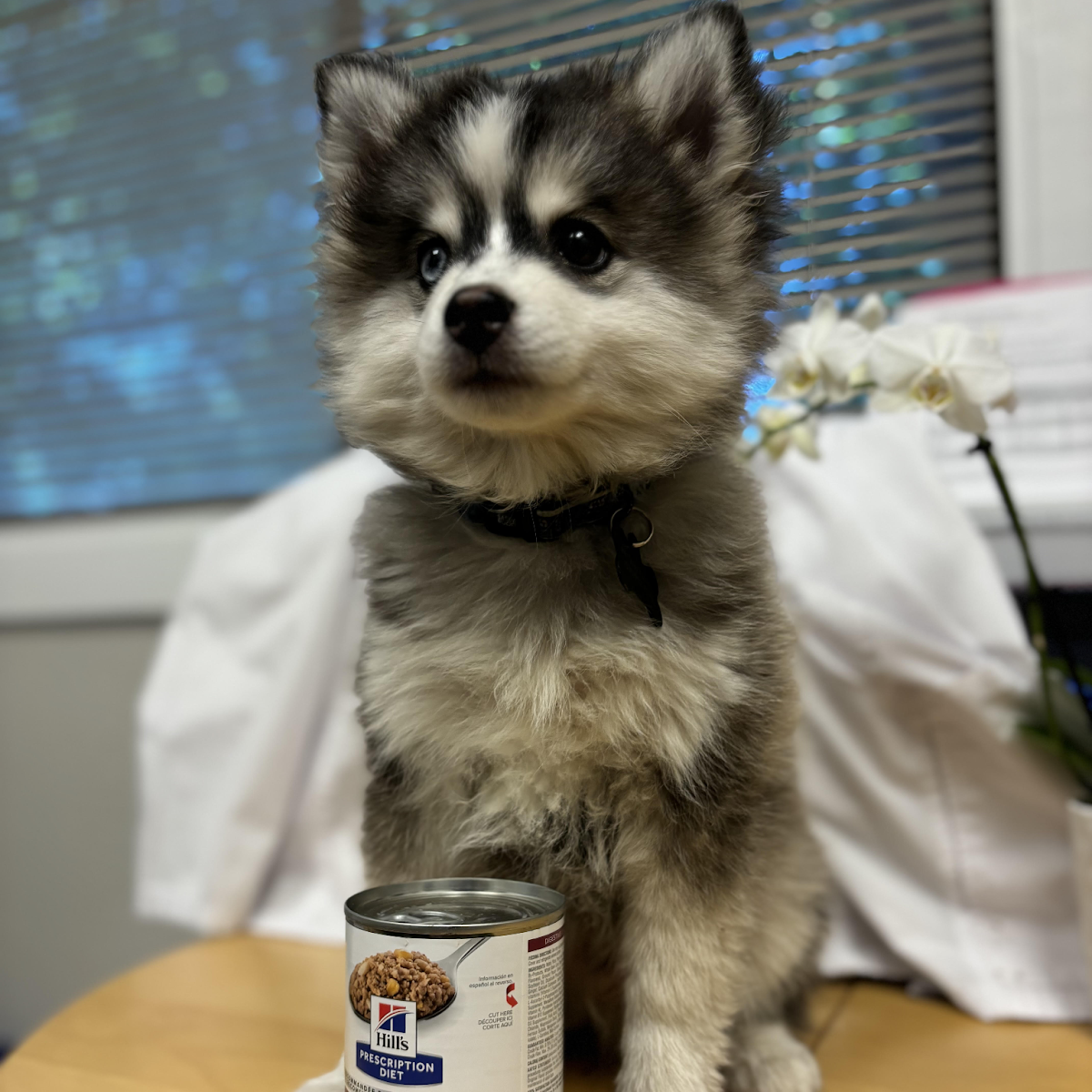 Puppy with Food - Dietary Counseling