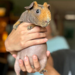 Guinea Pig - Exotic Pet Care