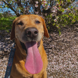 Labrador - Geriatric / Palliative Care