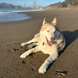 Dog on beach- Health Certificates