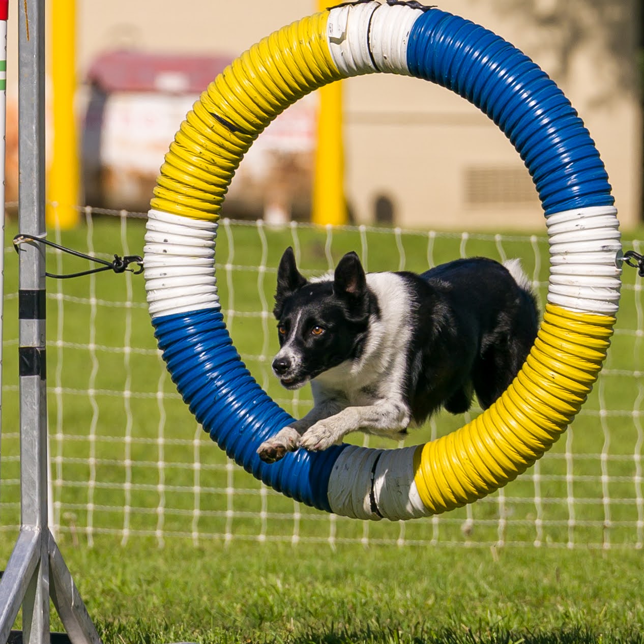 Border Collie Jumping Ring - Rehabilitation Services