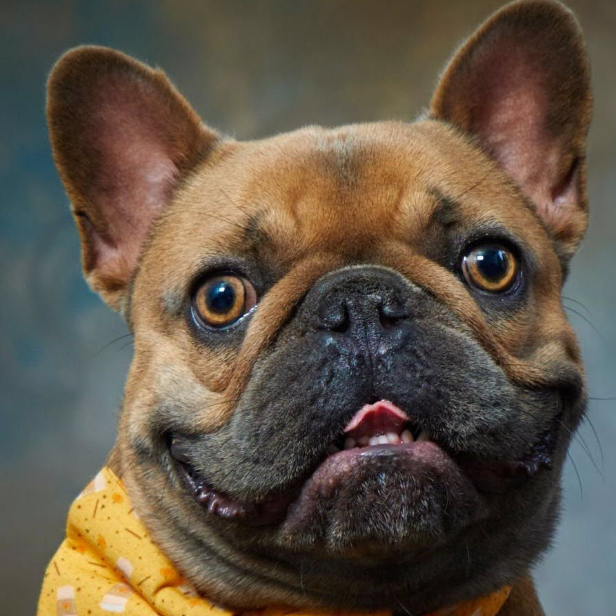 Frenchie - Specialty Referral Consults