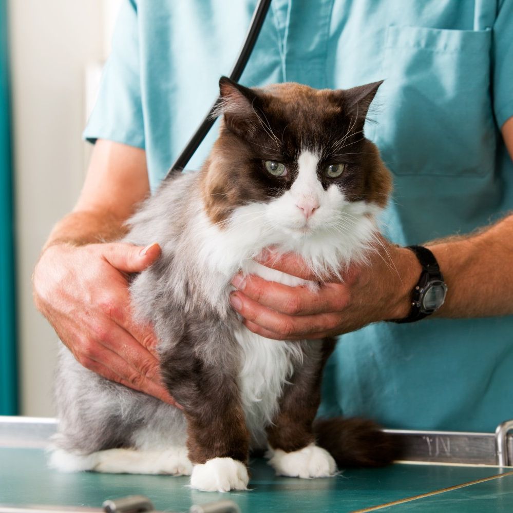 Cat on exam table - Preventative Care
