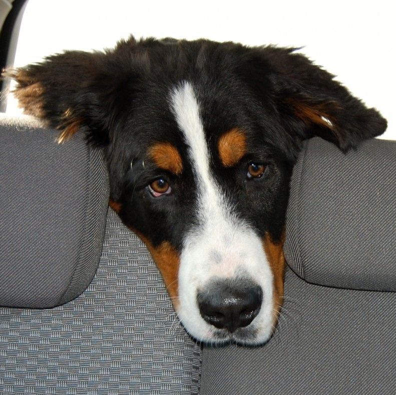 Tri-colored Dog- Surgery and Anesthesia